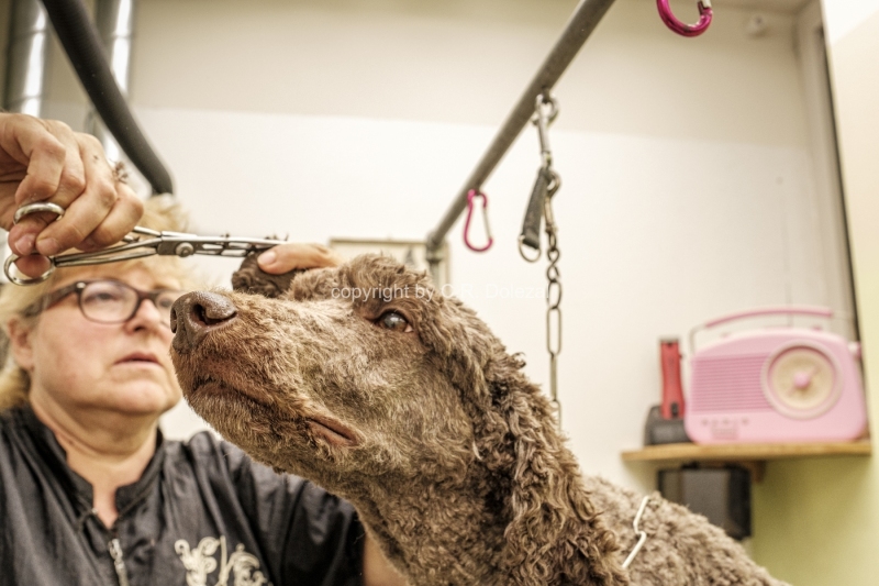 Hundesalon