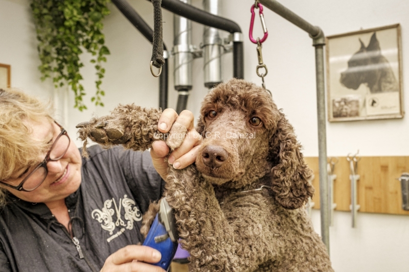 Hundesalon