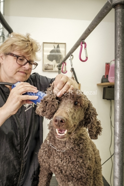 Hundesalon