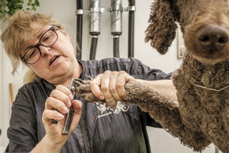 Hundesalon