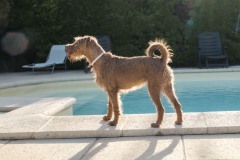 SWIMMINGPOOL