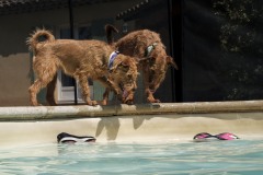 SWIMMINGPOOL
