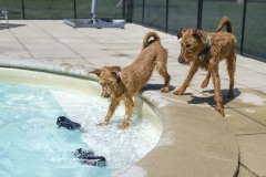 SWIMMINGPOOL