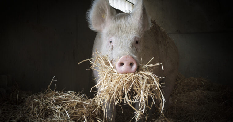 Schweine, die schönen!