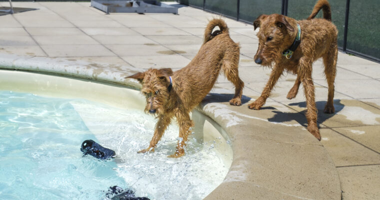 Spiel am Swimming Pool
